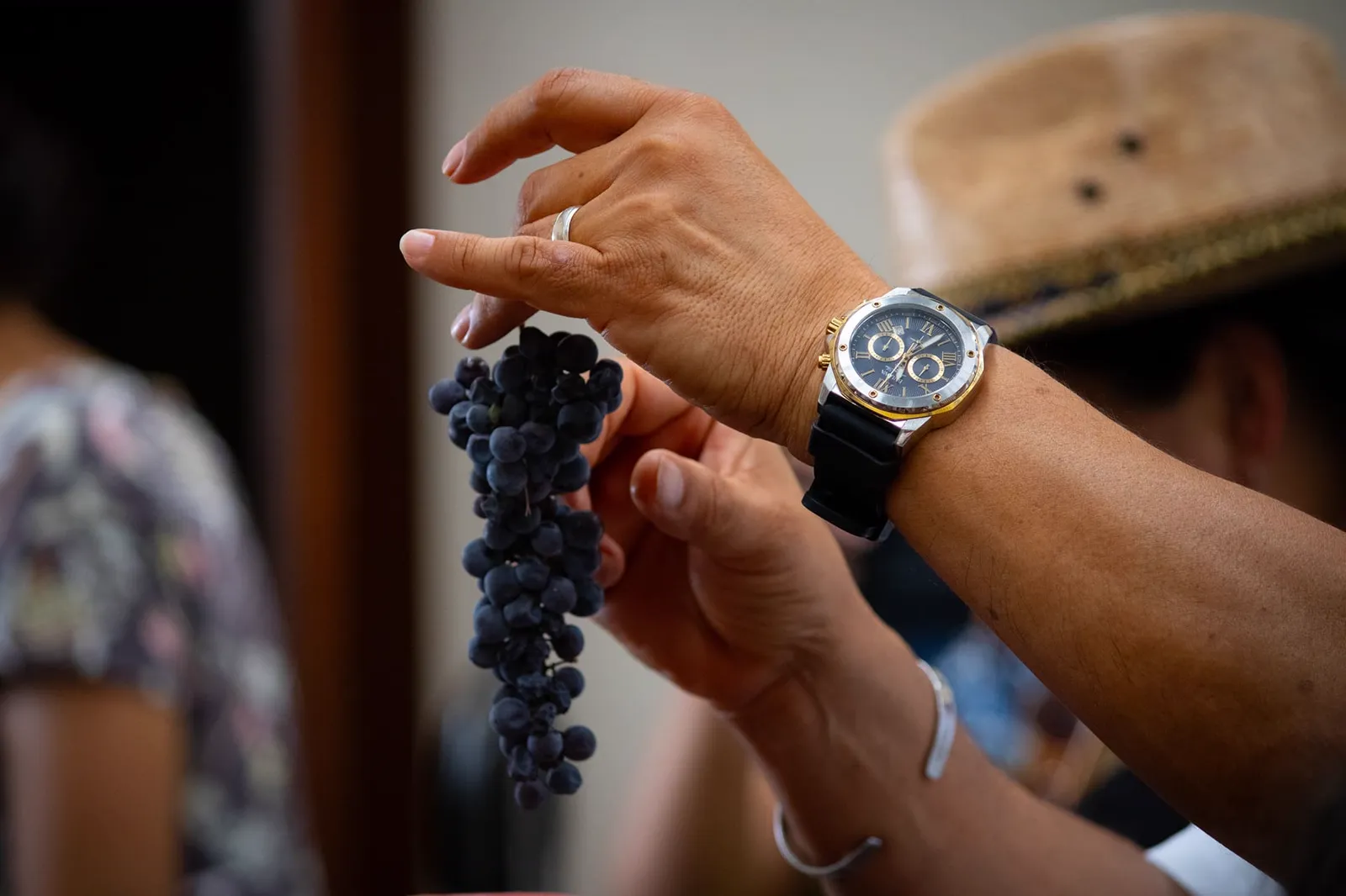 Manos sosteniendo un racimo de uvas en la vendimia